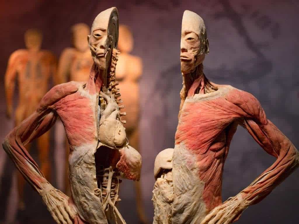 REAL BODIES - Best museums in Las Vegas