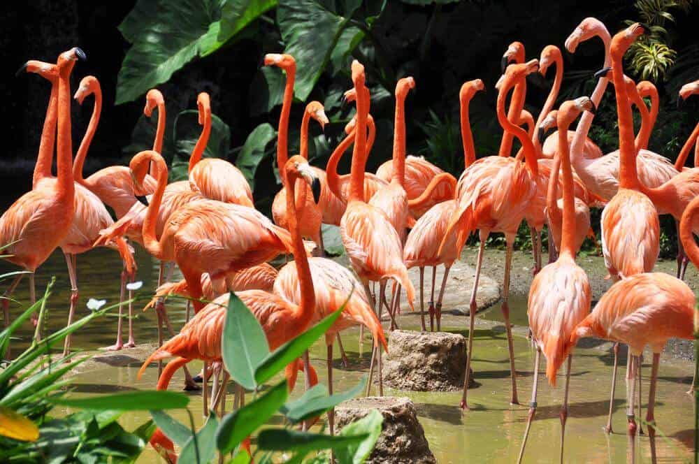 Flamingo Wildlife Habitat - Las Vegas Free Attractions