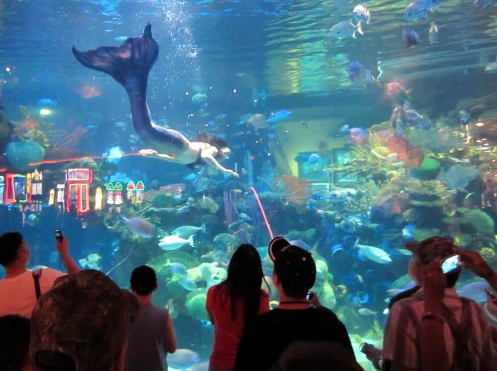 The Aquarium at the Silverton Hotel - Things to do in Las Vegas