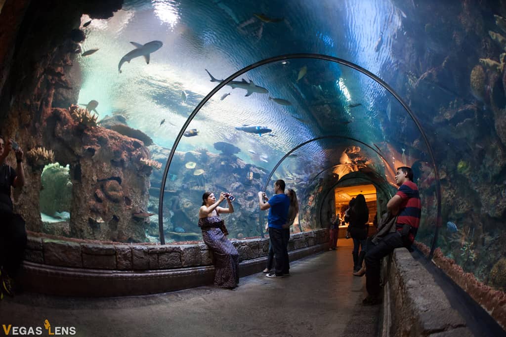 Mandalay Bay Shark Reef - Las Vegas attractions for Couples