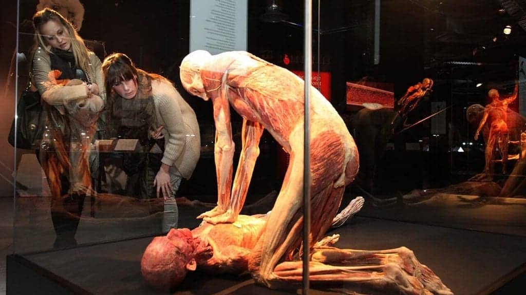 Bodies: The Exhibition - Things to do on Vegas Strip