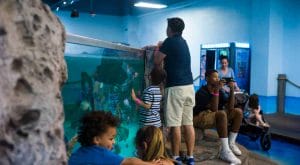 Seaquest Interactive Aquarium - Kids Activities in Vegas
