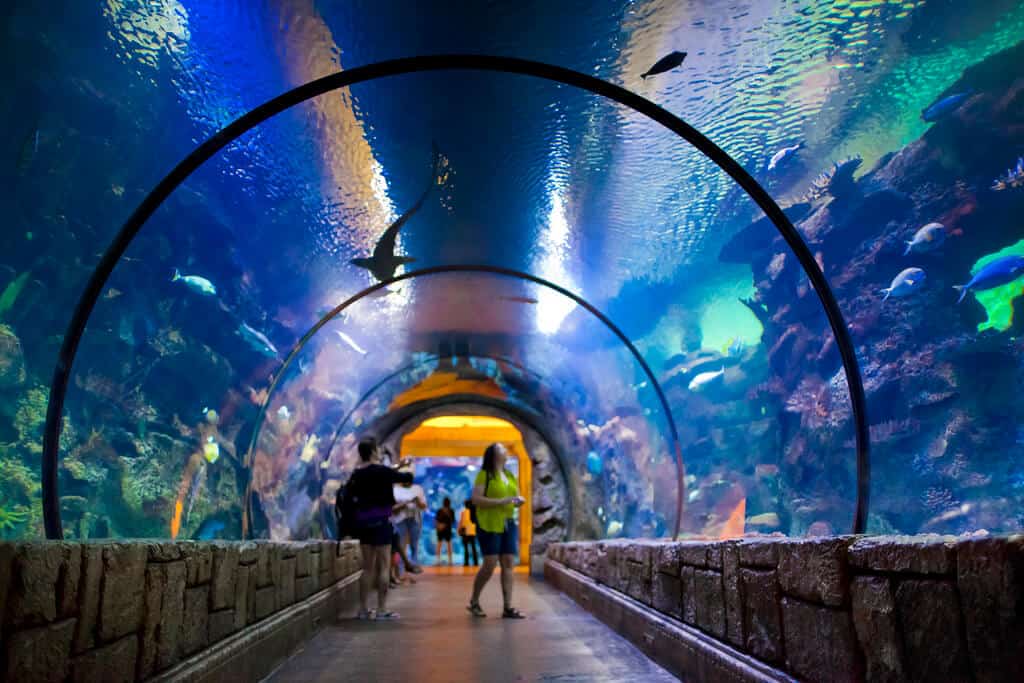 Shark Reef Aquarium - Things to do in Vegas with Kids