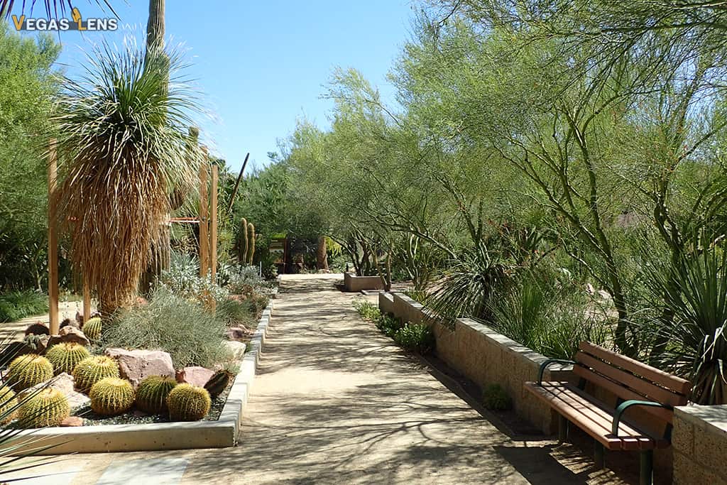 Botanical Cactus Garden - Free things to do in Vegas with kids