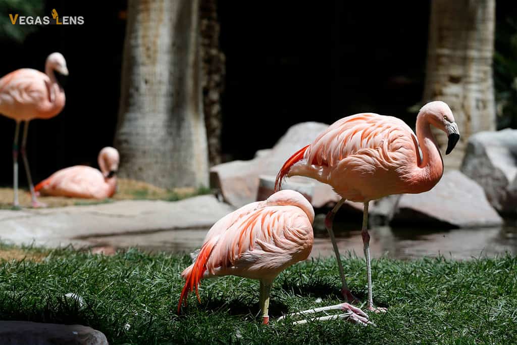 Flamingo Hotel Wildlife Habitat - Free things to do in Las Vegas with kids