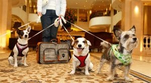 12 Best Pet-Friendly Hotels in Las Vegas for [year] | Dog & Cat